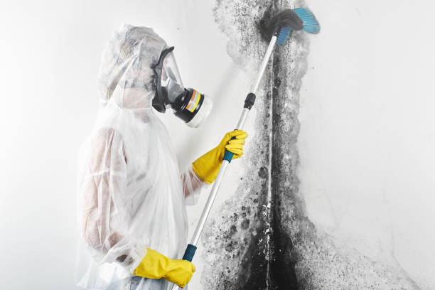 Best Mold Odor Removal Services  in Nettleton, MS
