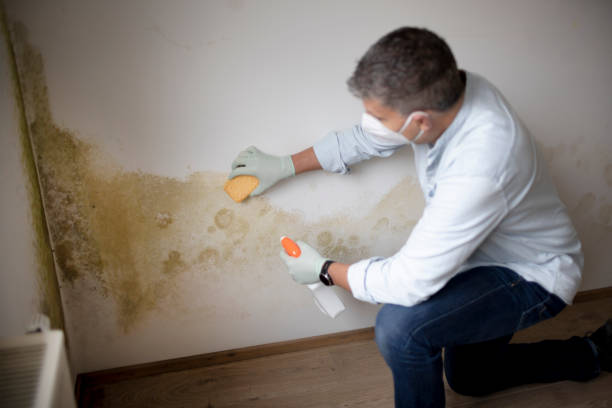 Best Crawl Space Mold Remediation  in Nettleton, MS