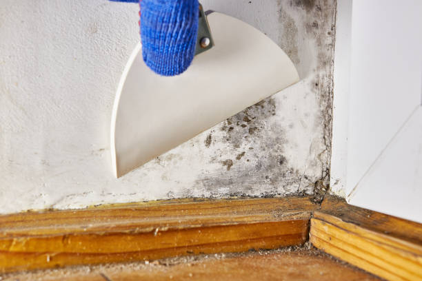 Nettleton, MS Mold Removal Company