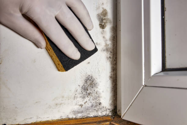 Best HVAC Mold Inspection and Cleaning  in Nettleton, MS