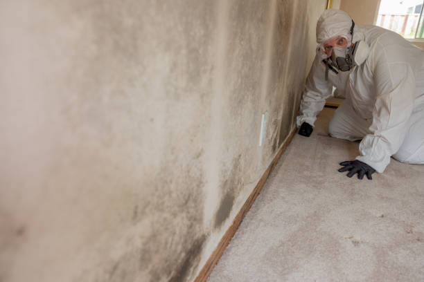 Best Water Damage & Mold Remediation  in Nettleton, MS